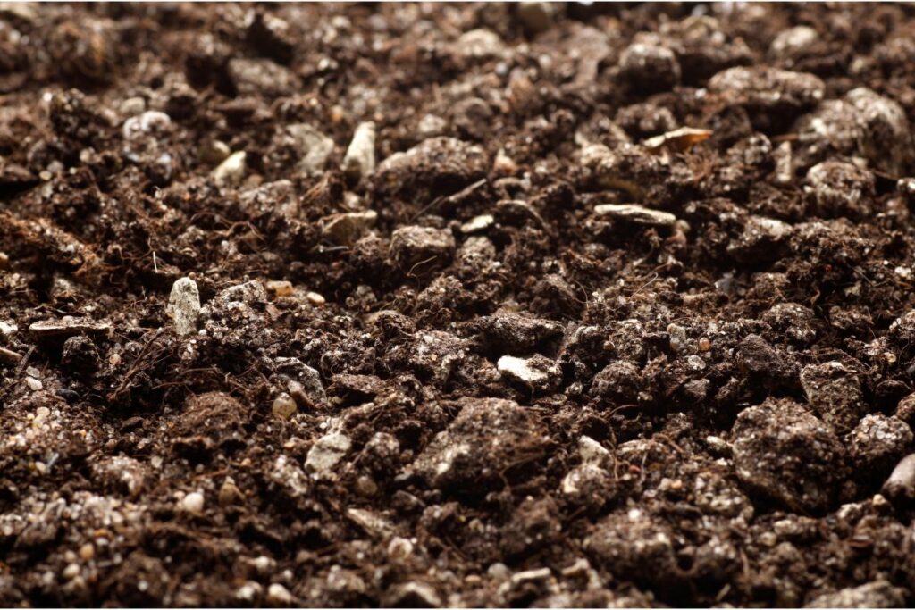 Bonsai Soil Close Up