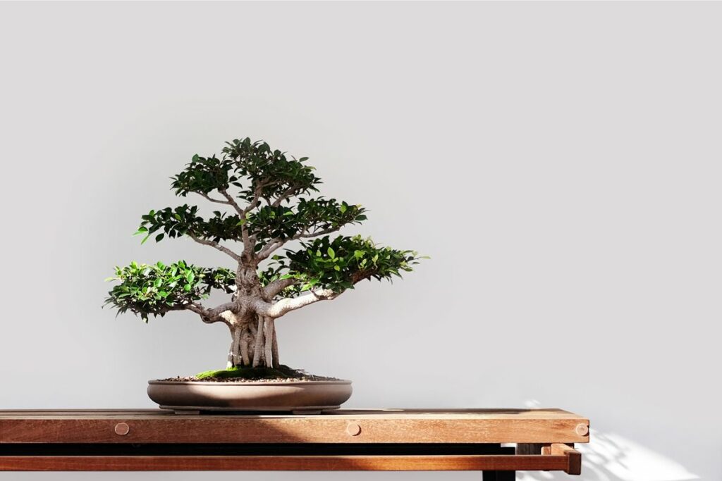 Bonsai Tree Under Partial Sunlight