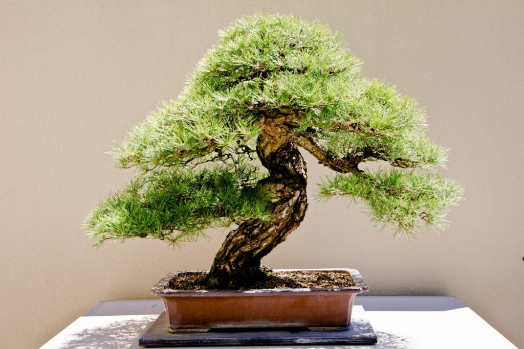 Bonsai Tree Under the Sun