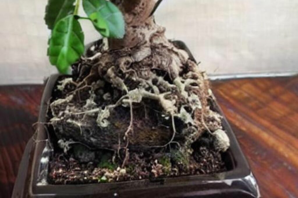 Mold Growth On Bonsai Tree