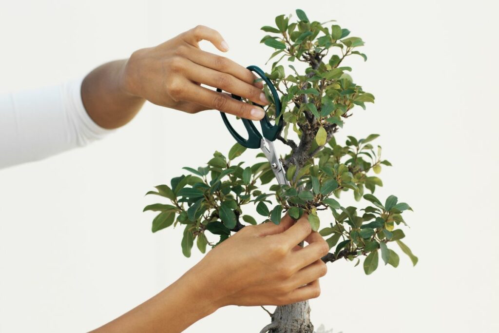 Is Bonsai Cruel How Ethical is Bonsai