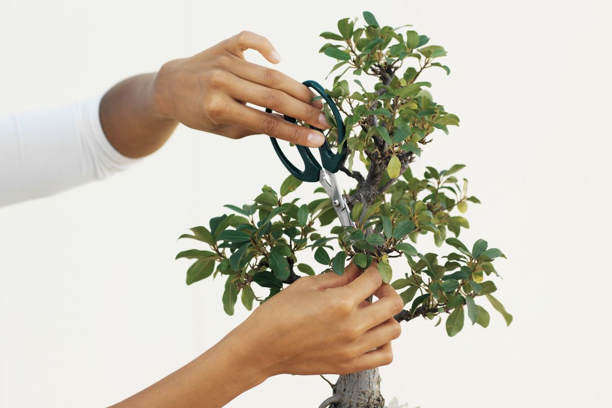 Is Bonsai Cruel? How Ethical is Bonsai? Bonsai Bonsai Tree