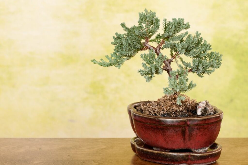 Juniper Bonsai Tree