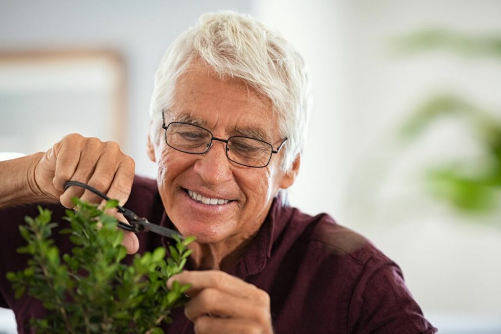 Man Pruning a Bonsai Plant