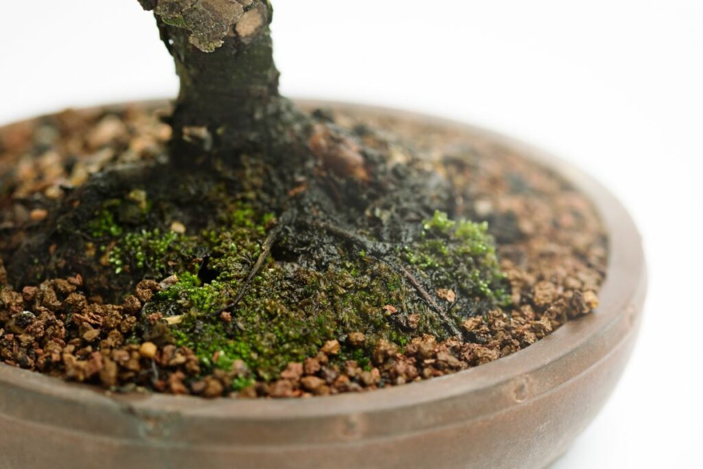 Moss on Bonsai Soil