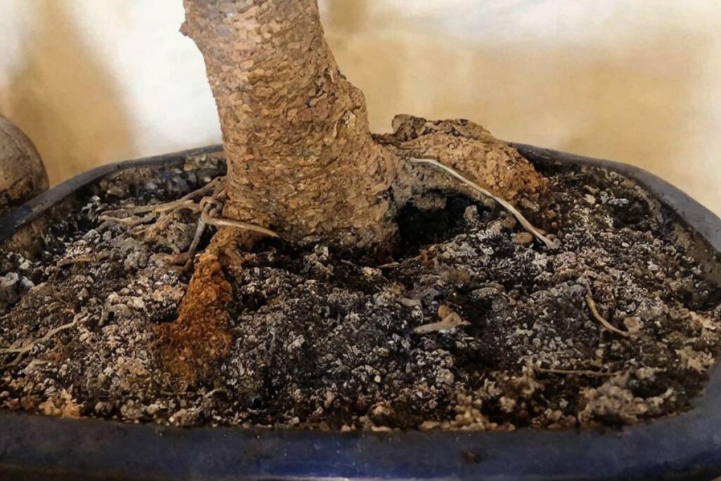 Salt Buildup on Bonsai Soil