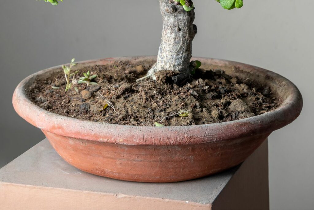 Unglazed Bonsai Clay Pot