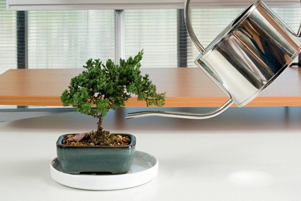 Watering a Small Bonsai