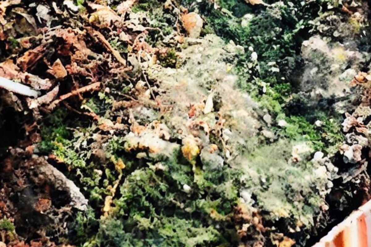 Why is My Bonsai Soil White Bonsai Bonsai Tree