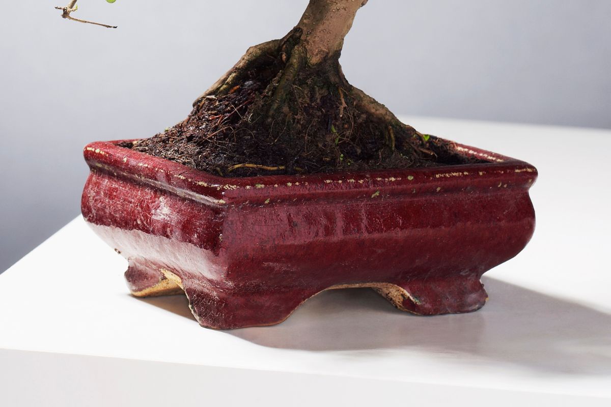 Why are Bonsai Pots So Expensive Bonsai Bonsai Tree