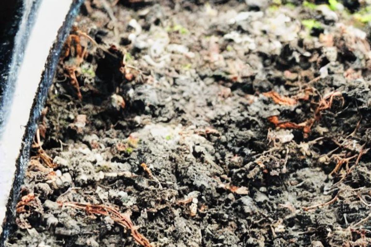 Why is My Bonsai Soil White Bonsai Bonsai Tree