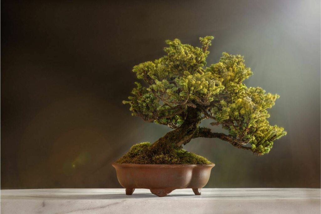 Why is My Juniper Bonsai Turning Yellow