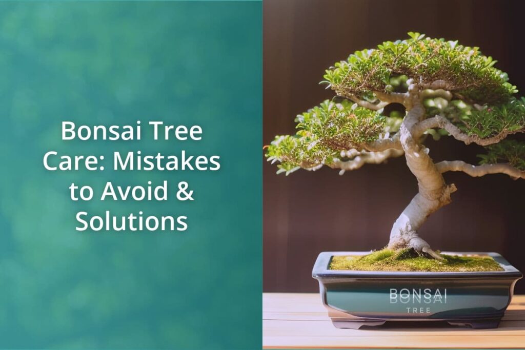 Bonsai Tree Care Mistakes to Avoid Solutions