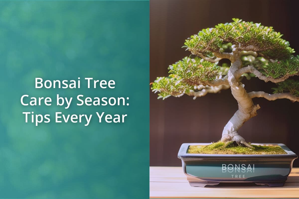 Bonsai Tree Care By Season Tips Every Year Bonsai Bonsai Tree
