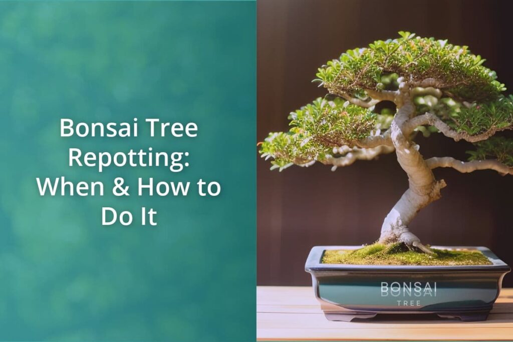 Bonsai Tree Repotting When How to Do It