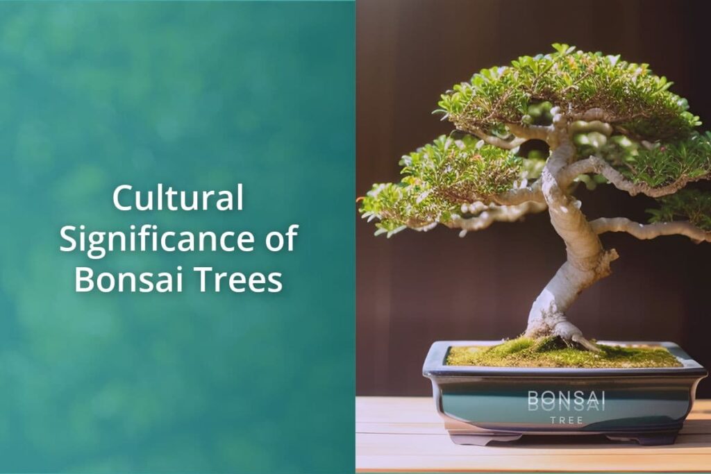 Cultural Significance of Bonsai Trees