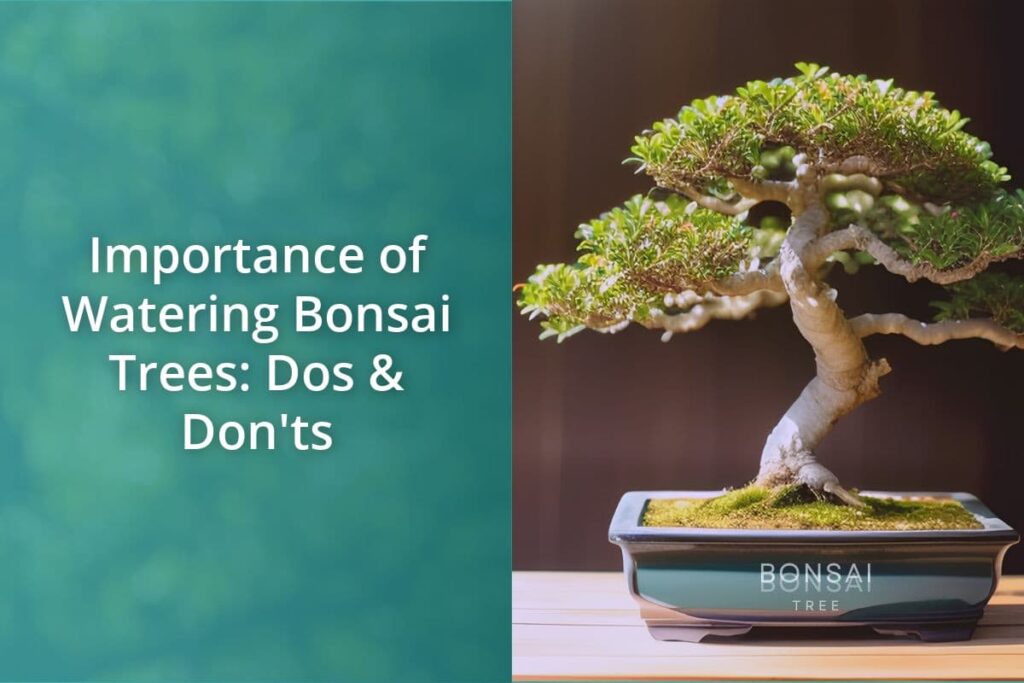 Importance of Watering Bonsai Trees Dos Donts