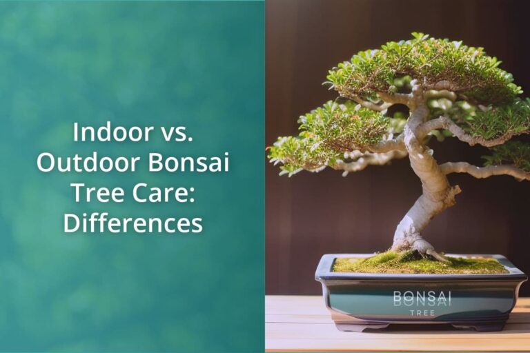 Indoor Vs. Outdoor Bonsai Tree Care Differences Bonsai Bonsai Tree