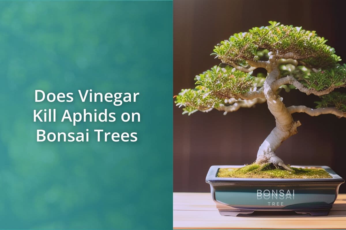 Does Vinegar Kill Aphids On Bonsai Trees Bonsai Bonsai Tree
