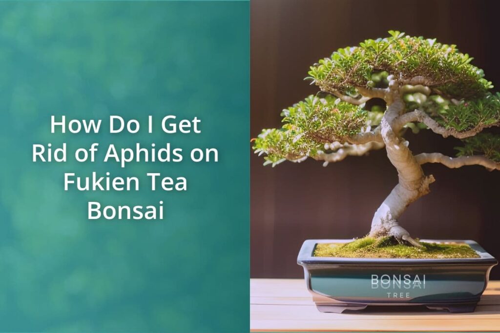 How Do I Get Rid of Aphids on Fukien Tea Bonsai