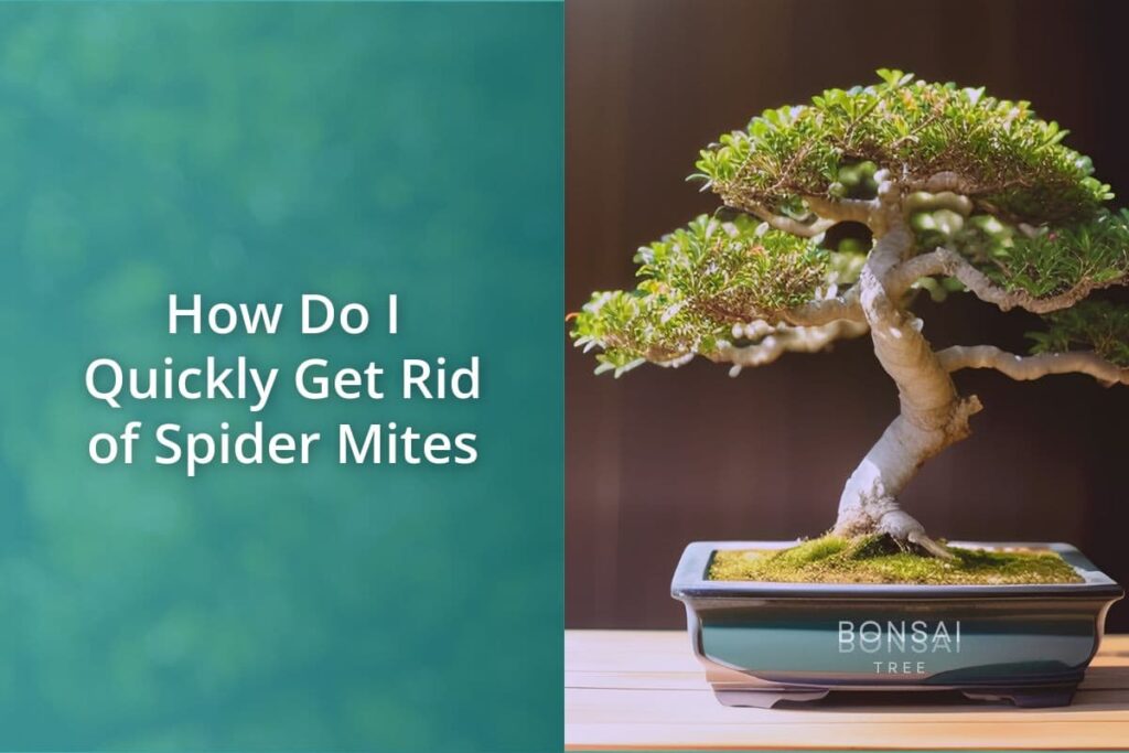How Do I Quickly Get Rid of Spider Mites