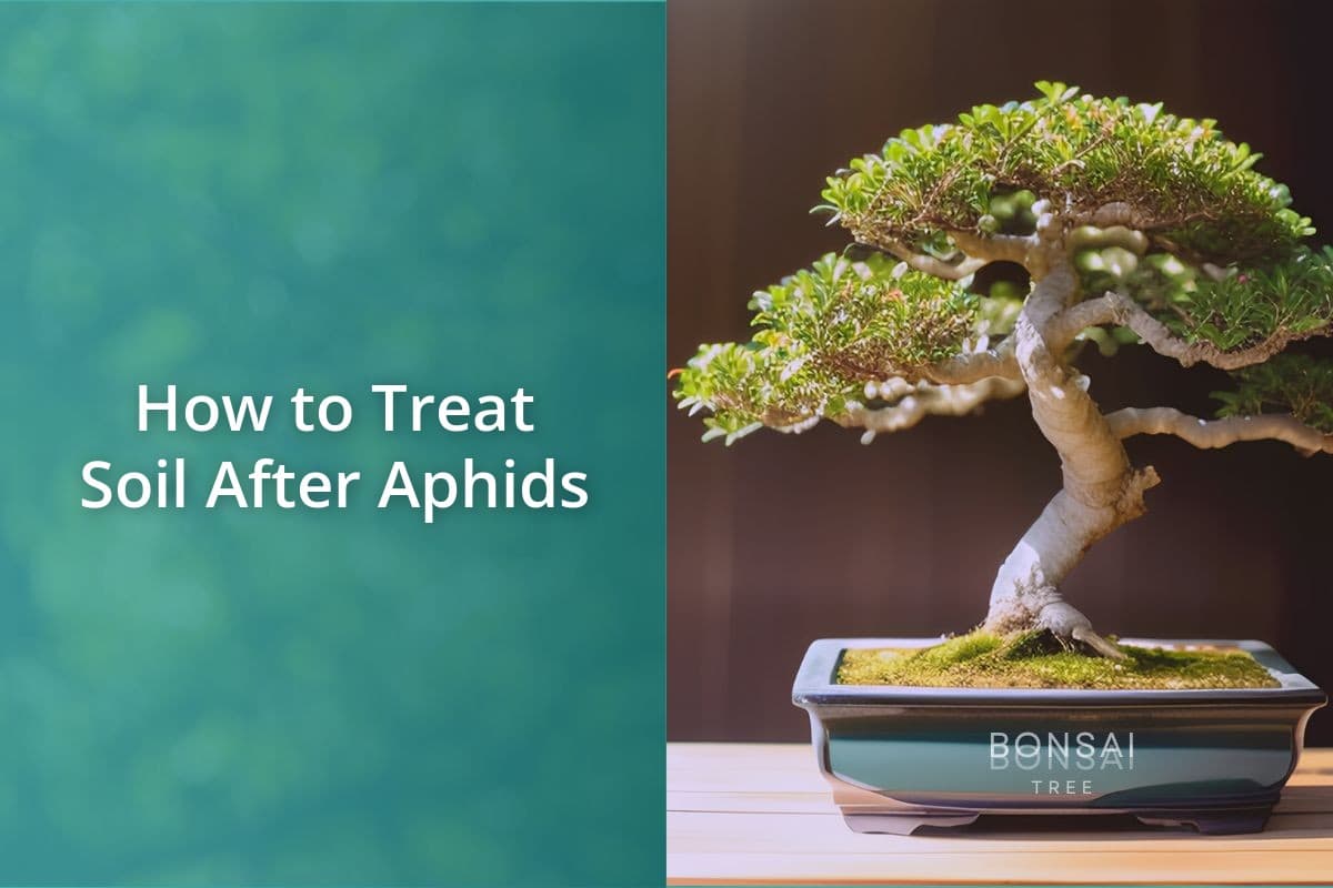 How To Treat Soil After Aphids Bonsai Bonsai Tree How to treat soil after aphids bonsai bonsai tree
