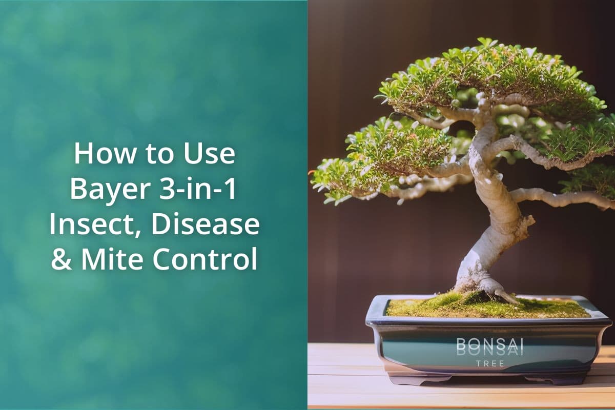 How To Use Bayer 3-In-1 Insect, Disease & Mite Control - Bonsai Bonsai Tree
