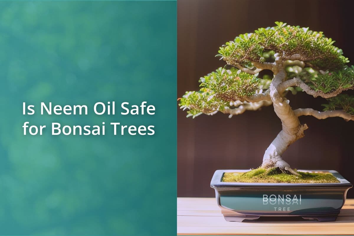 Is Neem Oil Safe For Bonsai Trees Bonsai Bonsai Tree