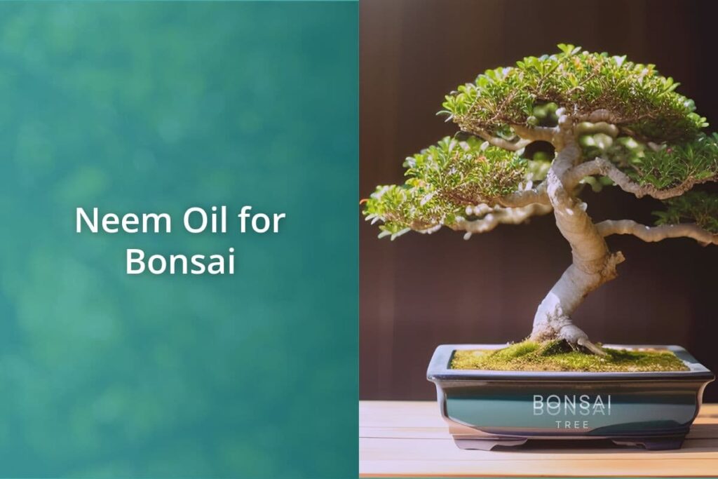 Neem Oil for Bonsai