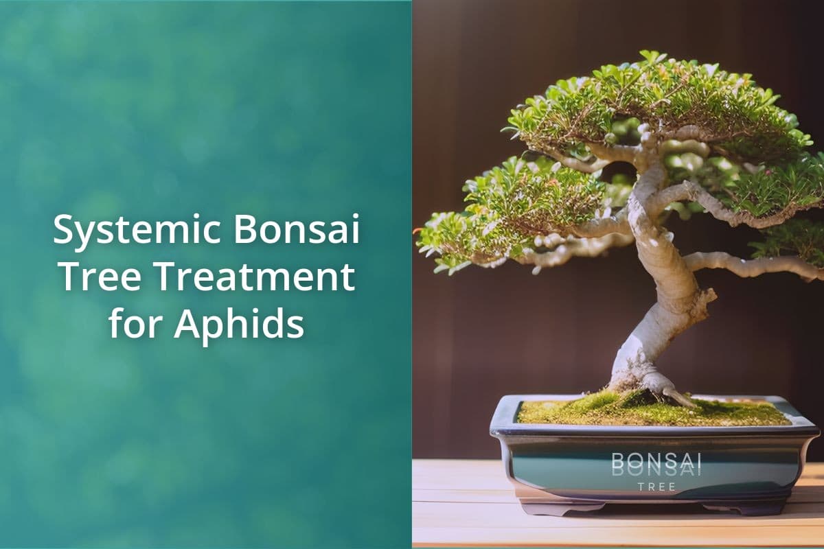 Systemic Bonsai Tree Treatment For Aphids Bonsai Bonsai Tree