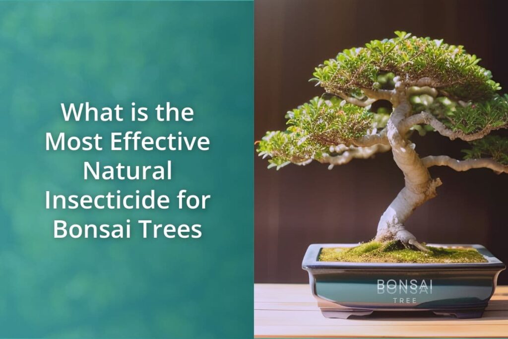 What is the Most Effective Natural Insecticide for Bonsai Trees